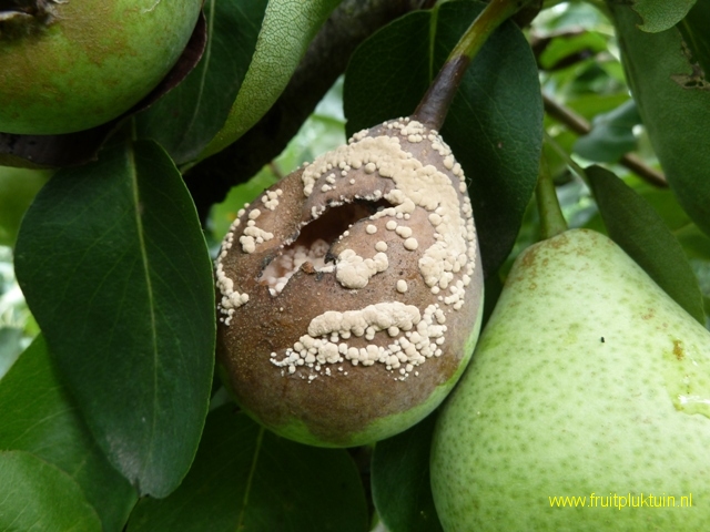 Peer; Noordhollandse suikerpeer; Monilia-rot